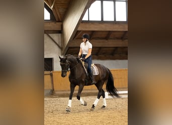 Demi-sang polonais, Jument, 17 Ans, 165 cm, Noir