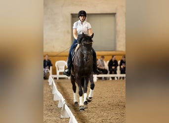 Demi-sang polonais, Jument, 17 Ans, 165 cm, Noir