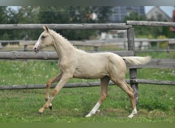 Demi-sang polonais, Jument, 1 Année, 165 cm, Palomino