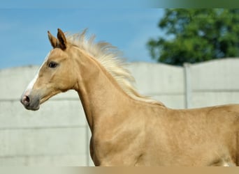 Demi-sang polonais, Jument, 1 Année, 168 cm, Palomino