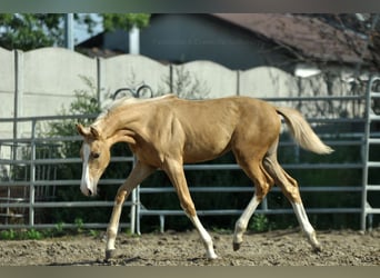 Demi-sang polonais, Jument, 1 Année, 168 cm, Palomino