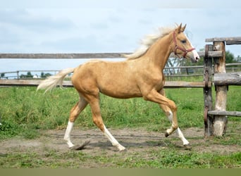 Demi-sang polonais, Jument, 1 Année, 168 cm, Palomino