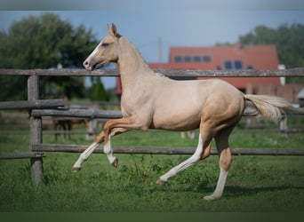 Demi-sang polonais, Jument, 1 Année, 168 cm, Palomino