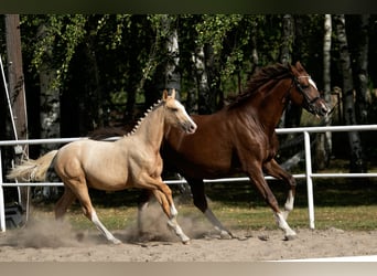 Demi-sang polonais, Jument, 1 Année, 168 cm, Palomino