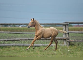 Demi-sang polonais, Jument, 1 Année, 168 cm, Palomino