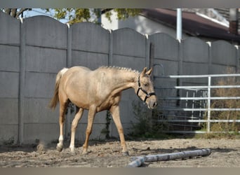 Demi-sang polonais, Jument, 2 Ans, 160 cm, Palomino