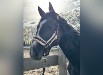 Demi-sang polonais, Jument, 2 Ans, 175 cm, Gris