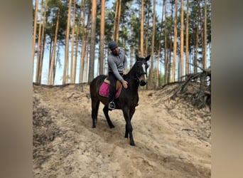 Demi-sang polonais, Jument, 3 Ans, 152 cm, Bai brun foncé