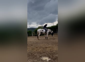 Demi-sang polonais, Jument, 3 Ans, 170 cm, Pinto
