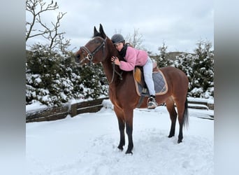 Demi-sang polonais, Jument, 4 Ans, 156 cm, Bai cerise