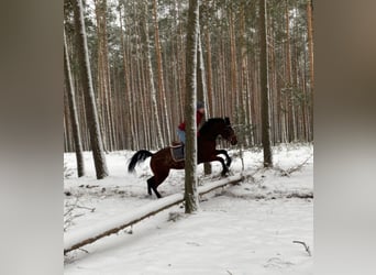 Demi-sang polonais, Jument, 4 Ans, 156 cm, Bai cerise