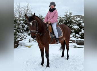 Demi-sang polonais, Jument, 4 Ans, 156 cm, Bai cerise