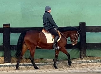 Demi-sang polonais, Jument, 4 Ans, 156 cm, Bai cerise