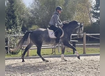 Demi-sang polonais, Jument, 4 Ans, 157 cm, Gris