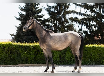 Demi-sang polonais, Jument, 4 Ans, 159 cm, Gris