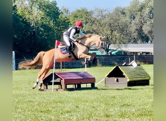 Demi-sang polonais, Jument, 4 Ans, 168 cm, Palomino