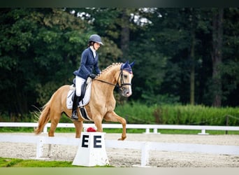 Demi-sang polonais, Jument, 4 Ans, 168 cm, Palomino