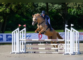 Demi-sang polonais, Jument, 4 Ans, 168 cm, Palomino