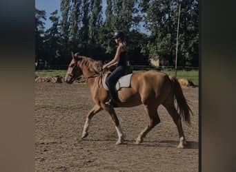 Demi-sang polonais, Jument, 4 Ans, 170 cm, Alezan