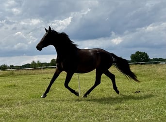 Demi-sang polonais, Jument, 5 Ans, 153 cm, Bai brun