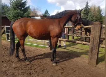 Demi-sang polonais, Jument, 5 Ans, 165 cm, Bai