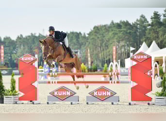 Demi-sang polonais, Jument, 5 Ans, 173 cm, Alezan