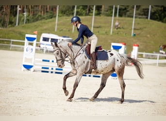 Demi-sang polonais, Jument, 6 Ans, 156 cm, Léopard