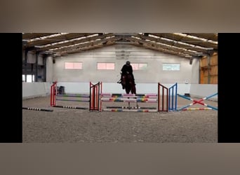 Demi-sang polonais, Jument, 6 Ans, 162 cm, Bai cerise