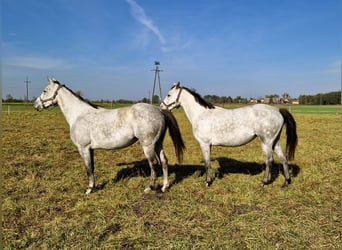 Demi-sang polonais, Jument, 6 Ans, 163 cm, Gris pommelé