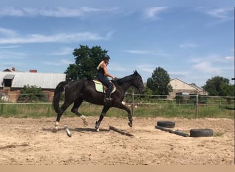 Demi-sang polonais, Jument, 6 Ans, 164 cm, Noir