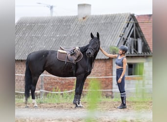 Demi-sang polonais, Jument, 6 Ans, 164 cm, Noir