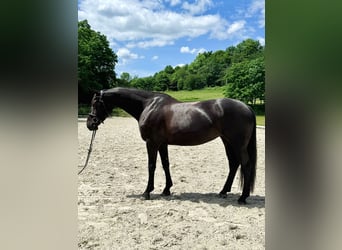 Demi-sang polonais, Jument, 6 Ans, 168 cm, Noir