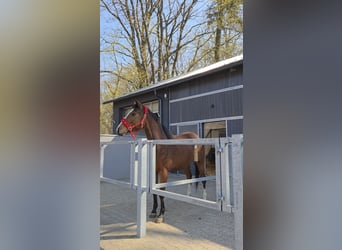 Demi-sang polonais, Jument, 6 Ans, Bai cerise