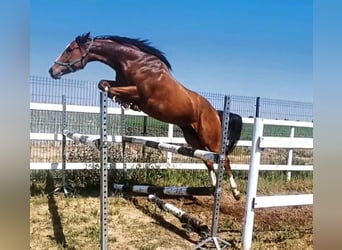 Demi-sang polonais, Jument, 6 Ans, Bai cerise