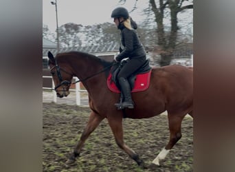 Demi-sang polonais, Jument, 6 Ans, Bai cerise