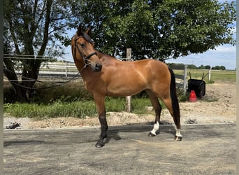 Demi-sang polonais, Jument, 6 Ans, Bai cerise