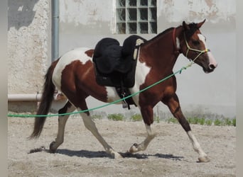 Demi-sang polonais Croisé, Jument, 7 Ans, 149 cm, Tobiano-toutes couleurs