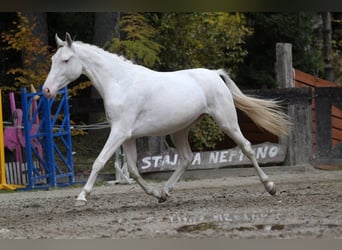 Demi-sang polonais, Jument, 7 Ans, 159 cm, Blanc