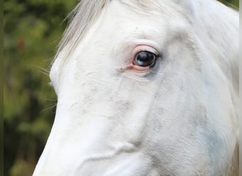 Demi-sang polonais, Jument, 7 Ans, 159 cm, Blanc