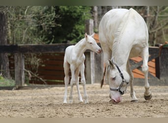 Demi-sang polonais, Jument, 7 Ans, 159 cm, Blanc