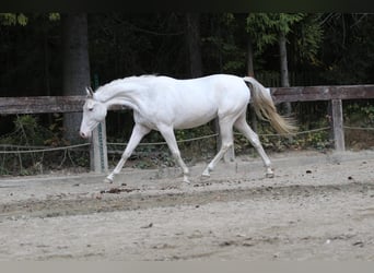 Demi-sang polonais, Jument, 7 Ans, 159 cm, Blanc