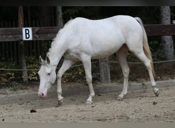 Demi-sang polonais, Jument, 7 Ans, 159 cm, Blanc