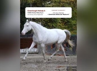 Demi-sang polonais, Jument, 7 Ans, 159 cm, Blanc