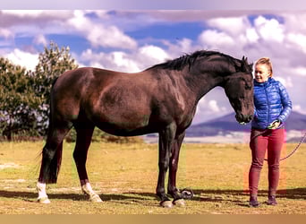 Demi-sang polonais, Jument, 7 Ans, 161 cm, Noir