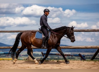 Demi-sang polonais, Jument, 7 Ans, 161 cm, Noir