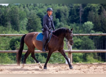Demi-sang polonais, Jument, 7 Ans, 161 cm, Noir