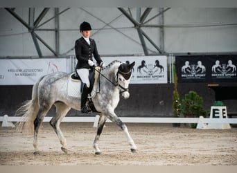 Demi-sang polonais, Jument, 7 Ans, 170 cm, Gris