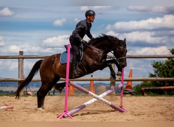 Demi-sang polonais, Jument, 8 Ans, 161 cm, Noir