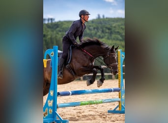 Demi-sang polonais, Jument, 8 Ans, 161 cm, Noir