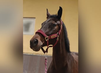 Demi-sang polonais, Jument, 8 Ans, 167 cm, Bai brun